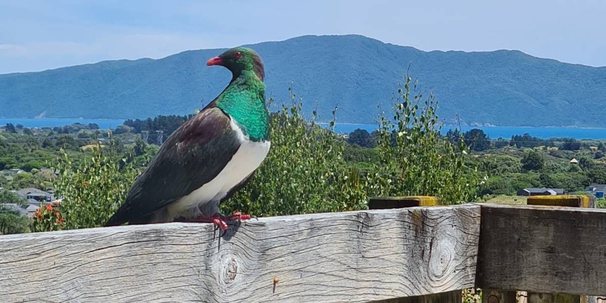 9 Amokura St, Waikanae, Wellington Region 5036 New Zealand