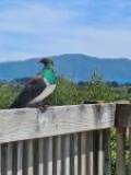 9 Amokura St, Waikanae, Wellington Region 5036 New Zealand